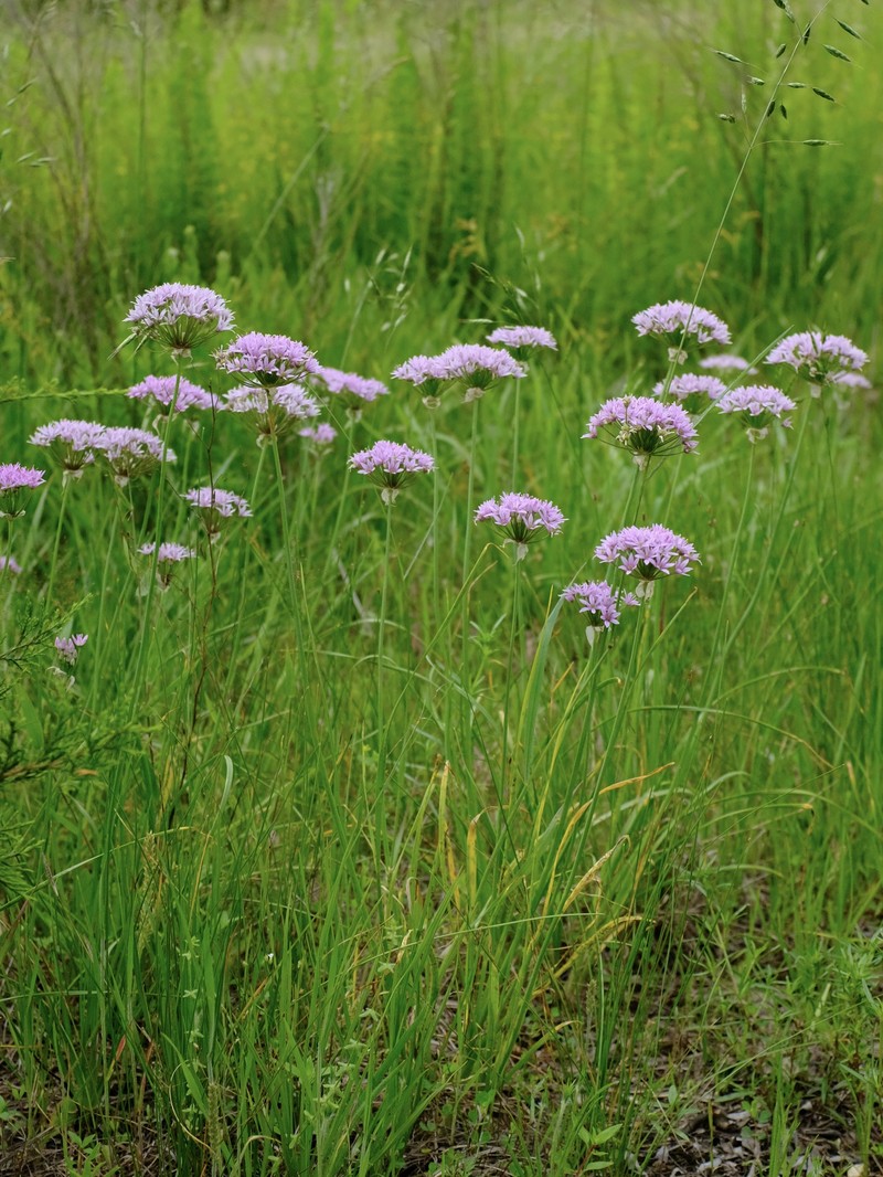 Allium canadense var. lavandulare photo 2