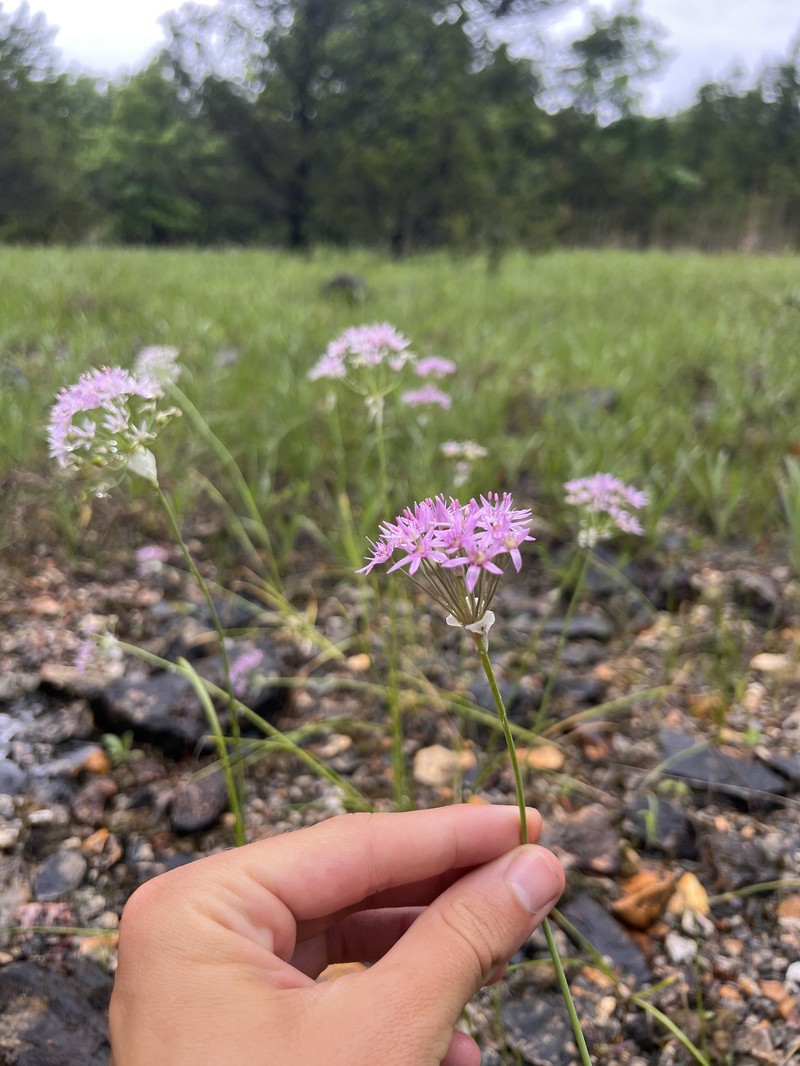 Allium canadense var. lavandulare photo 3