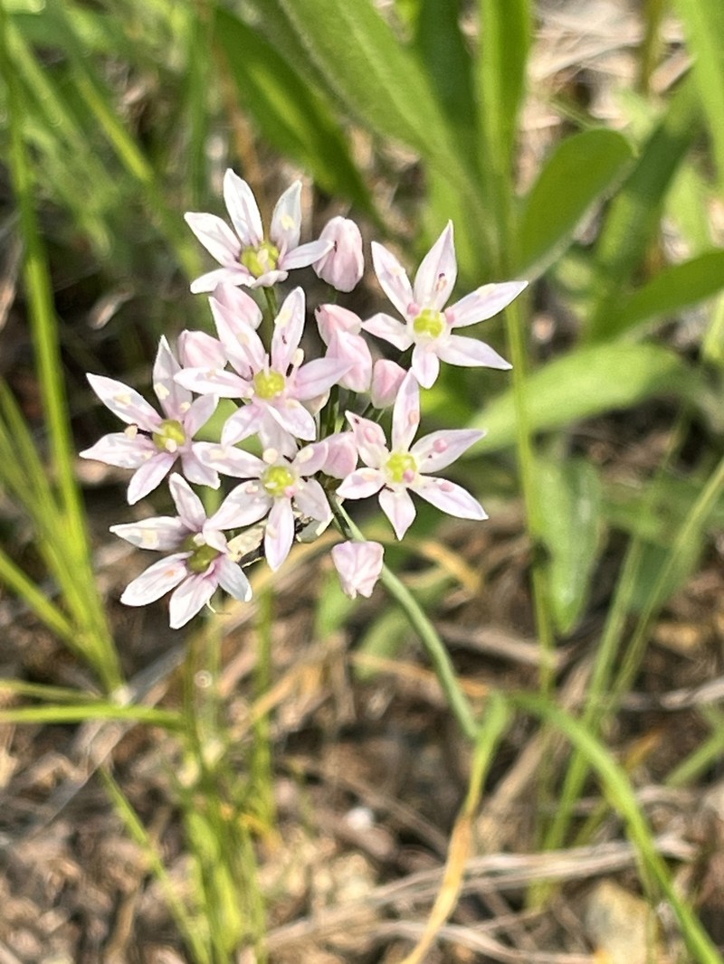 Allium canadense var. lavandulare photo 4