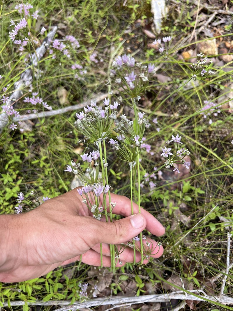 Allium canadense var. lavandulare photo 5