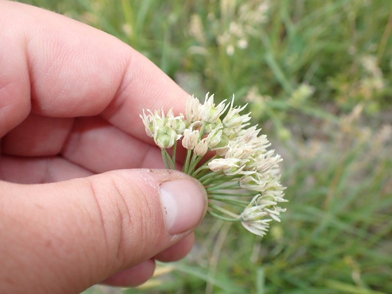 Allium canadense var. lavandulare photo 6