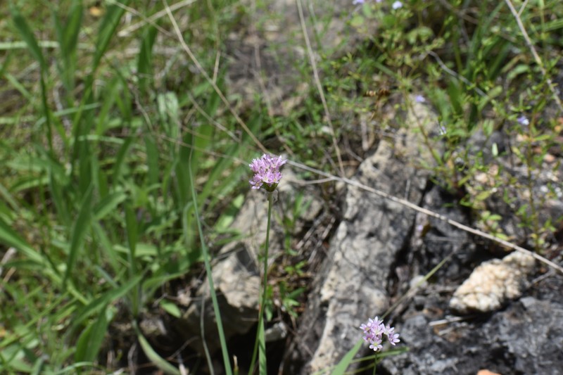 Allium canadense var. lavandulare photo 7