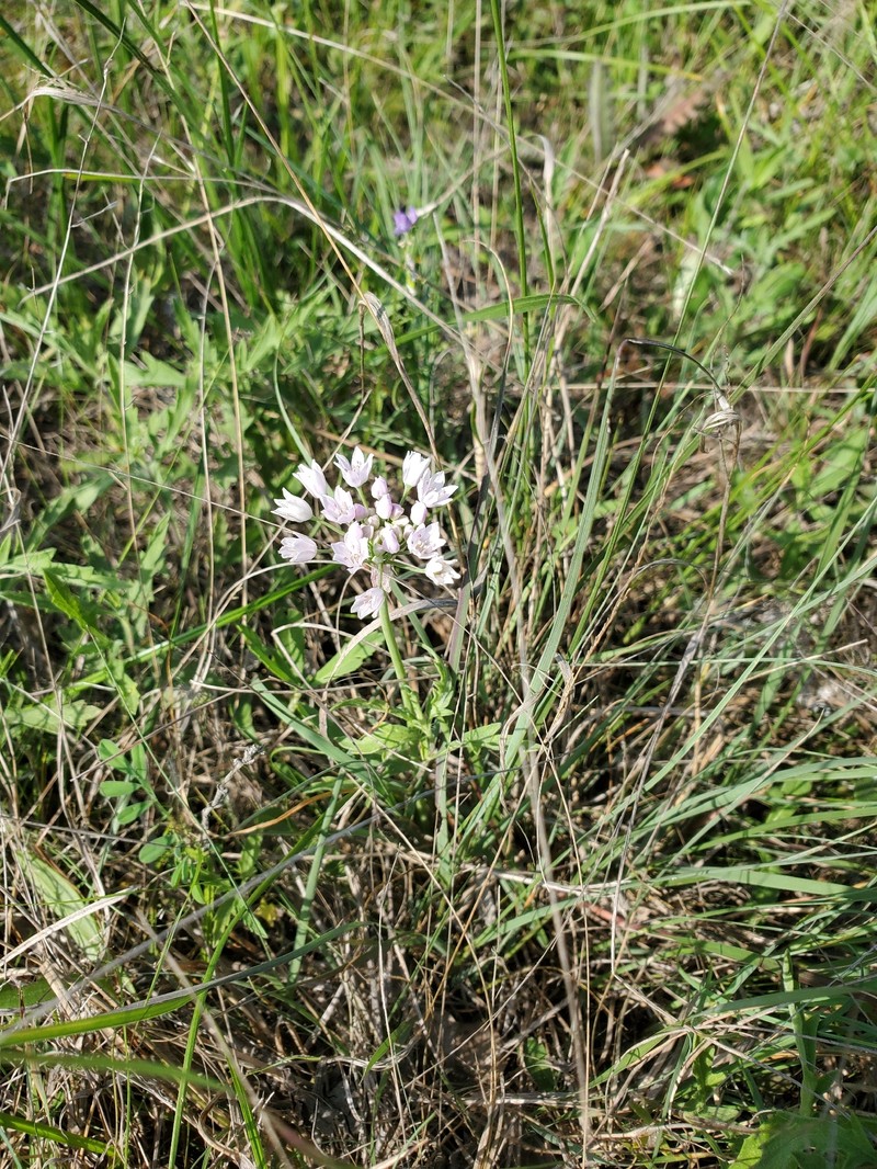 Allium canadense var. mobilense