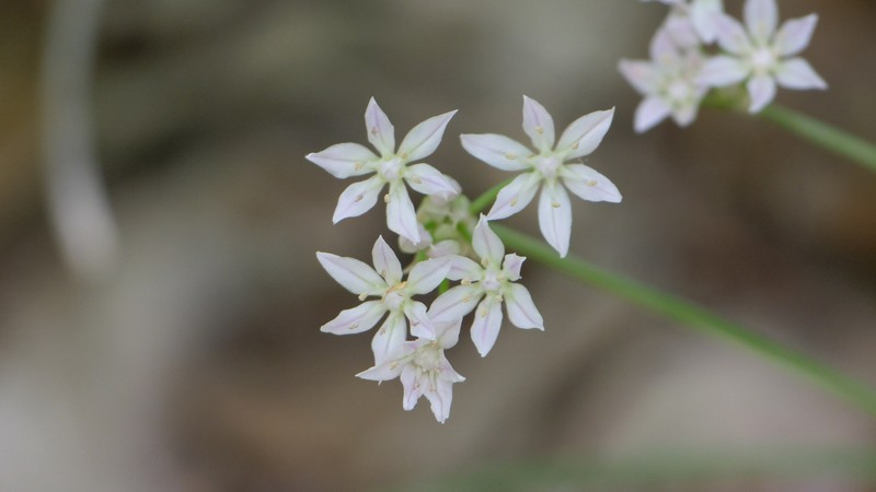 Allium canadense var. mobilense photo 2