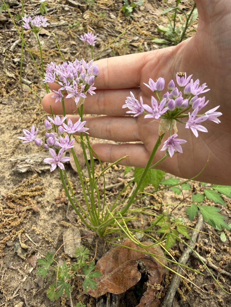 Allium canadense var. mobilense photo 3