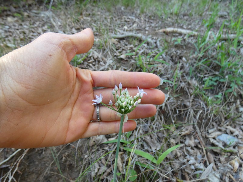 Allium canadense var. mobilense photo 5