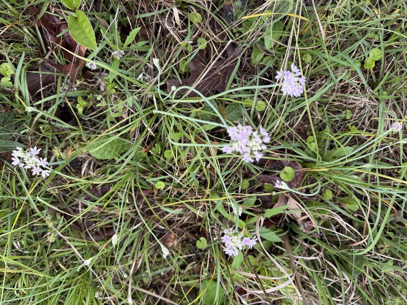 Allium canadense var. mobilense photo 6
