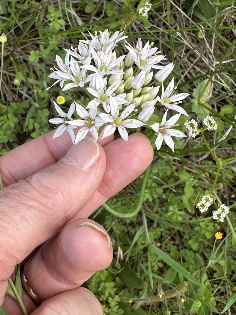 Allium canadense var. mobilense photo 8