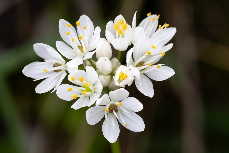 Allium canariense