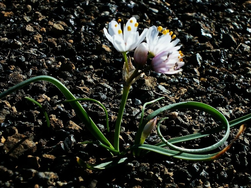 Allium canariense photo 2