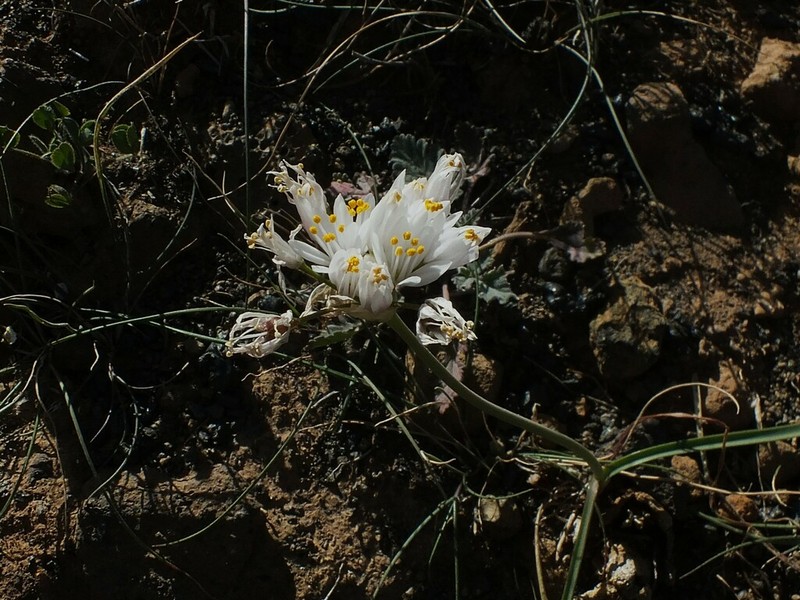 Allium canariense photo 3