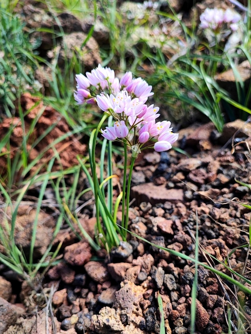 Allium canariense photo 4
