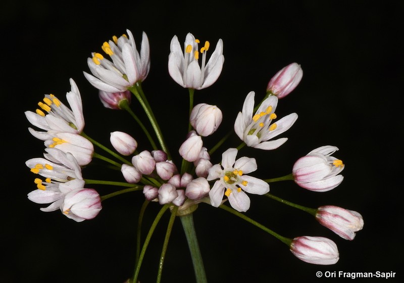 Allium canariense photo 5
