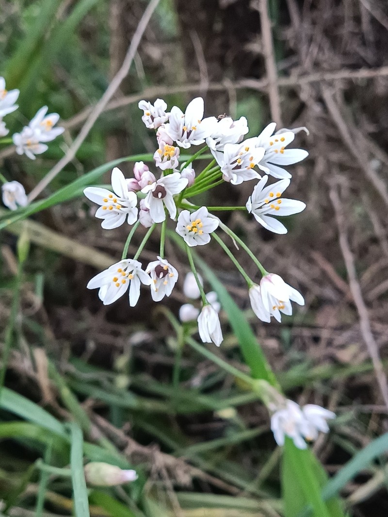 Allium canariense photo 6