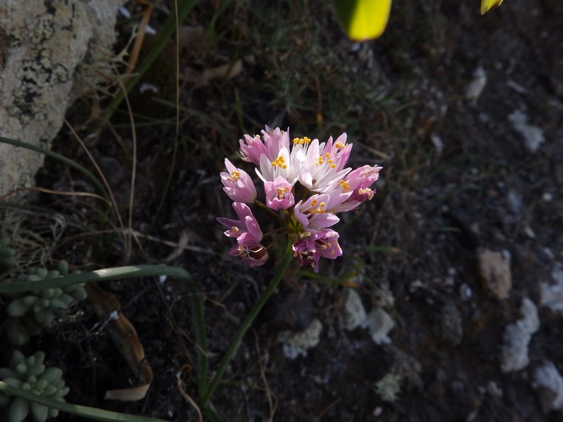 Allium canariense photo 7