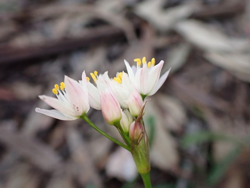 Allium canariense photo 8