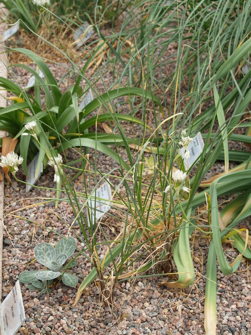 Allium candolleanum