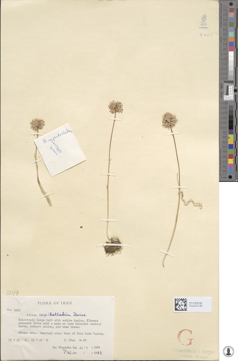 Allium capitellatum