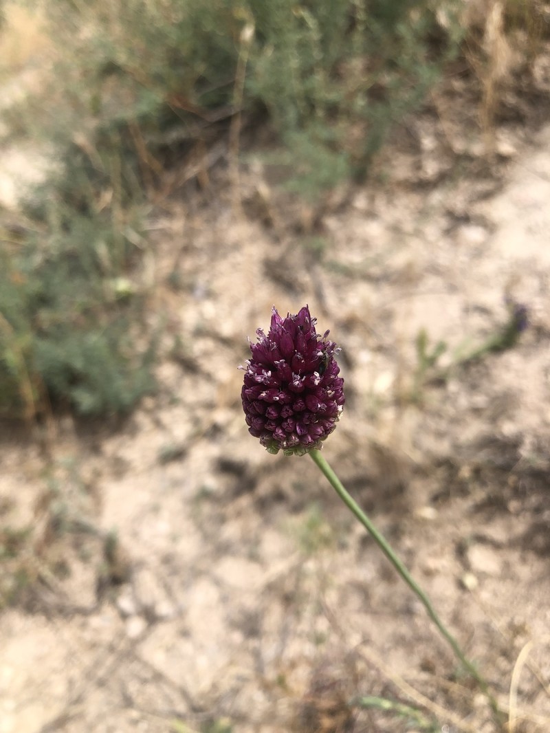 Allium cappadocicum photo 2
