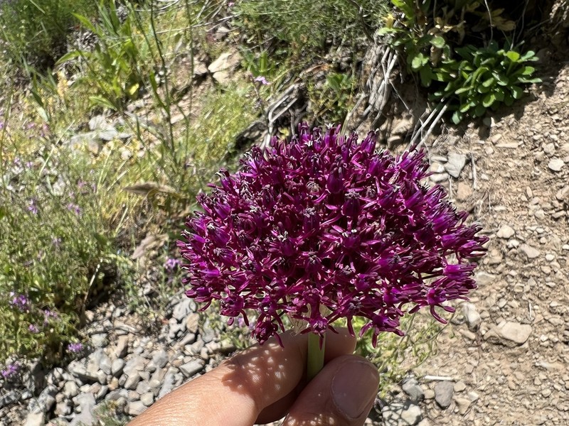 Allium cardiostemon