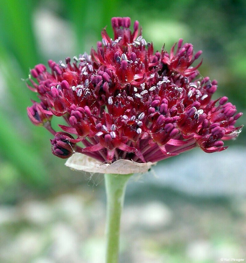 Allium cardiostemon photo 2