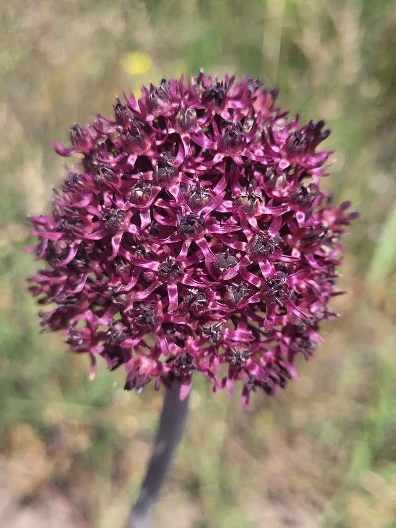 Allium cardiostemon photo 3