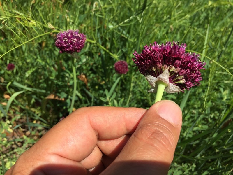 Allium cardiostemon photo 4
