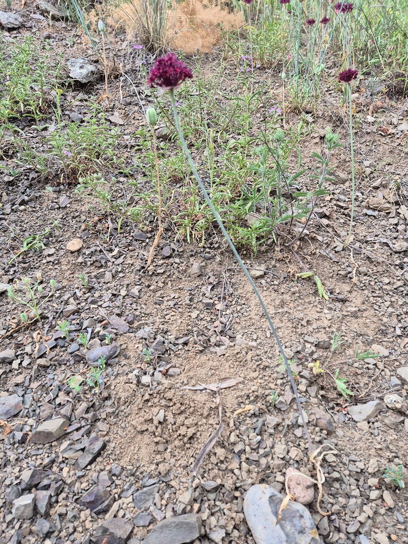 Allium cardiostemon photo 5