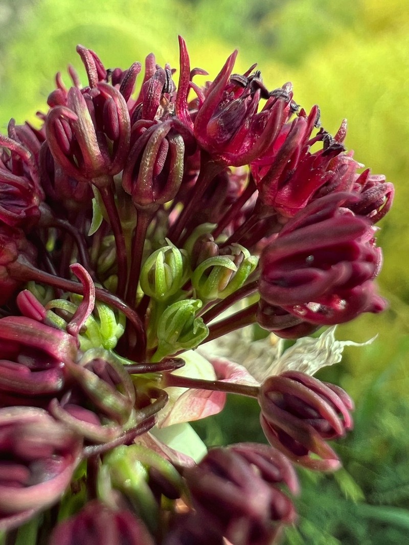 Allium cardiostemon photo 6