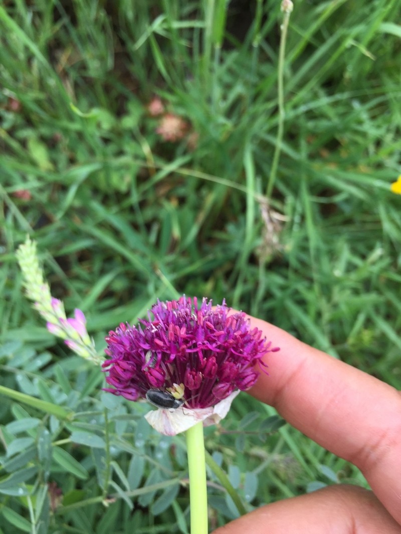 Allium cardiostemon photo 7