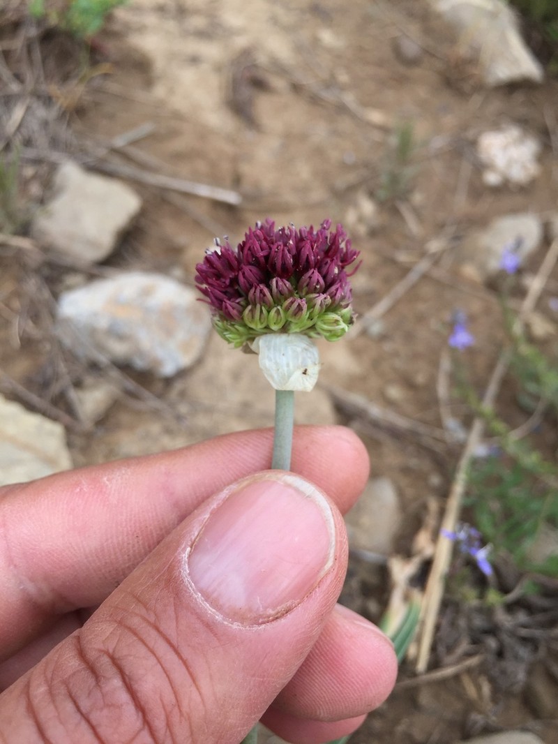 Allium cardiostemon photo 8