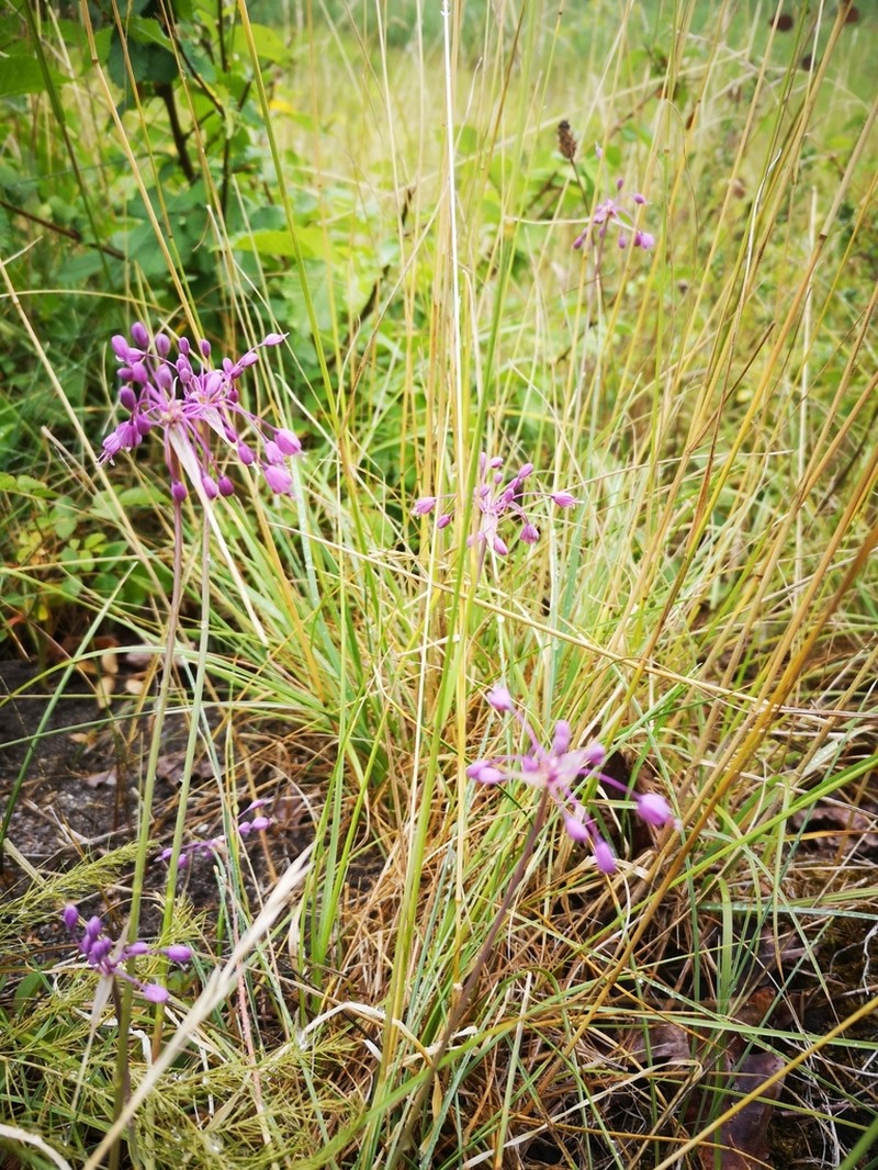 Allium carinatum photo 2