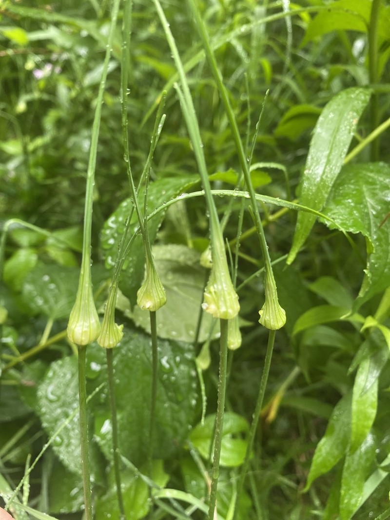 Allium carinatum photo 3