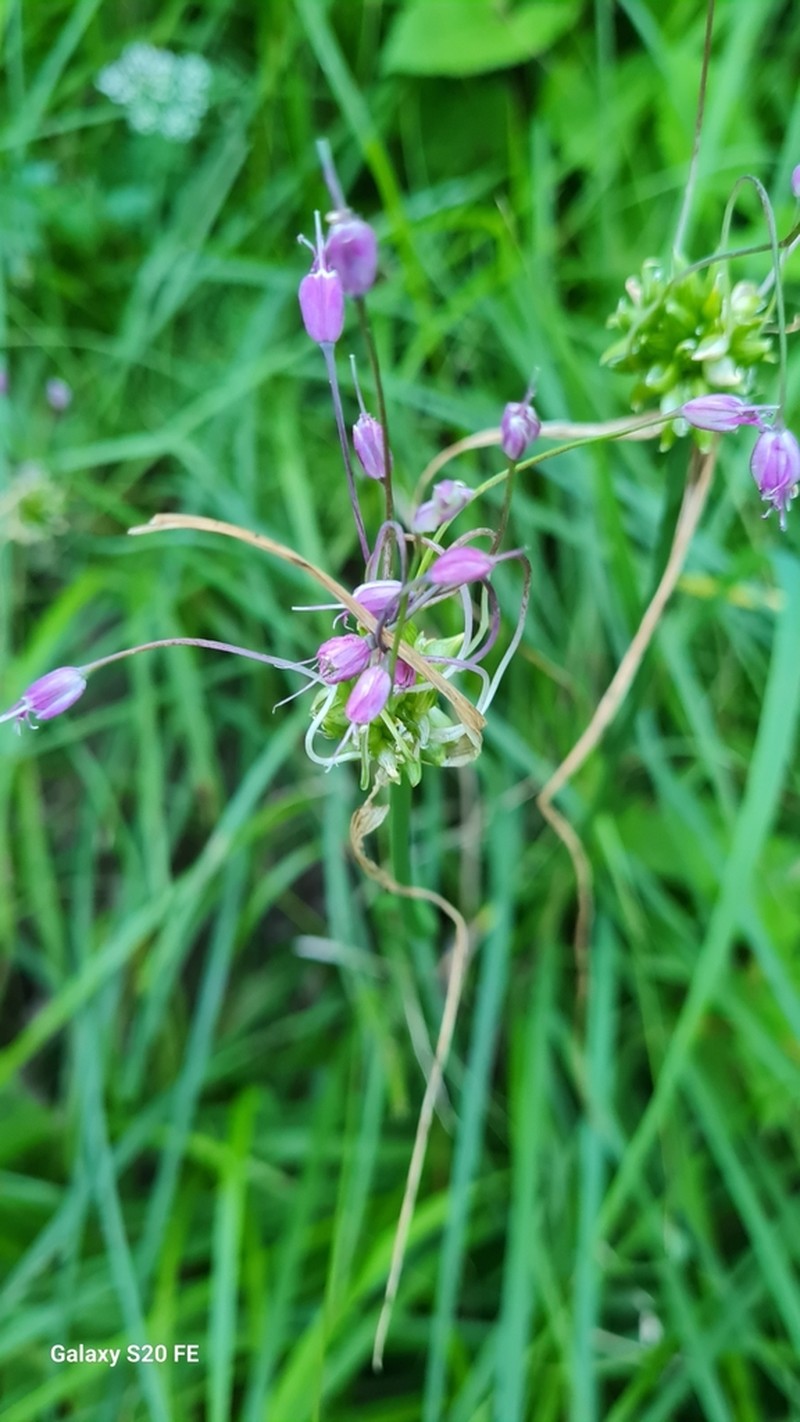 Allium carinatum photo 6