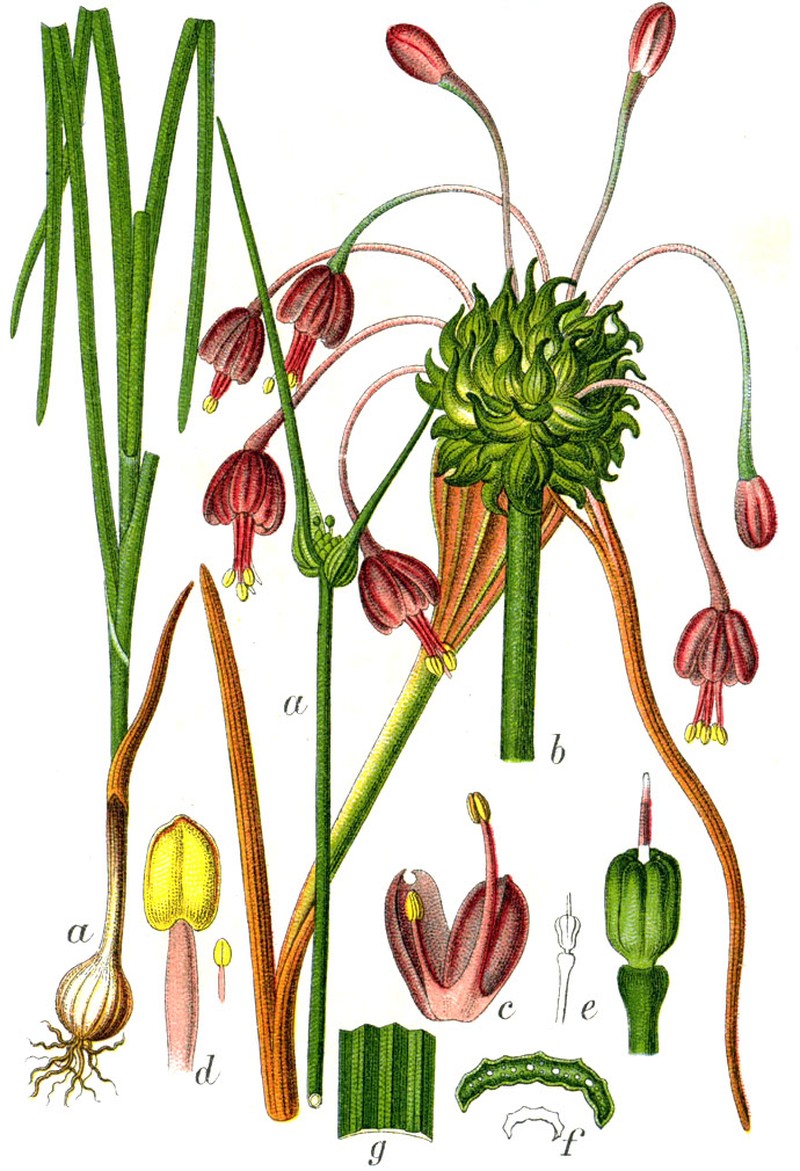 Toothed Onion