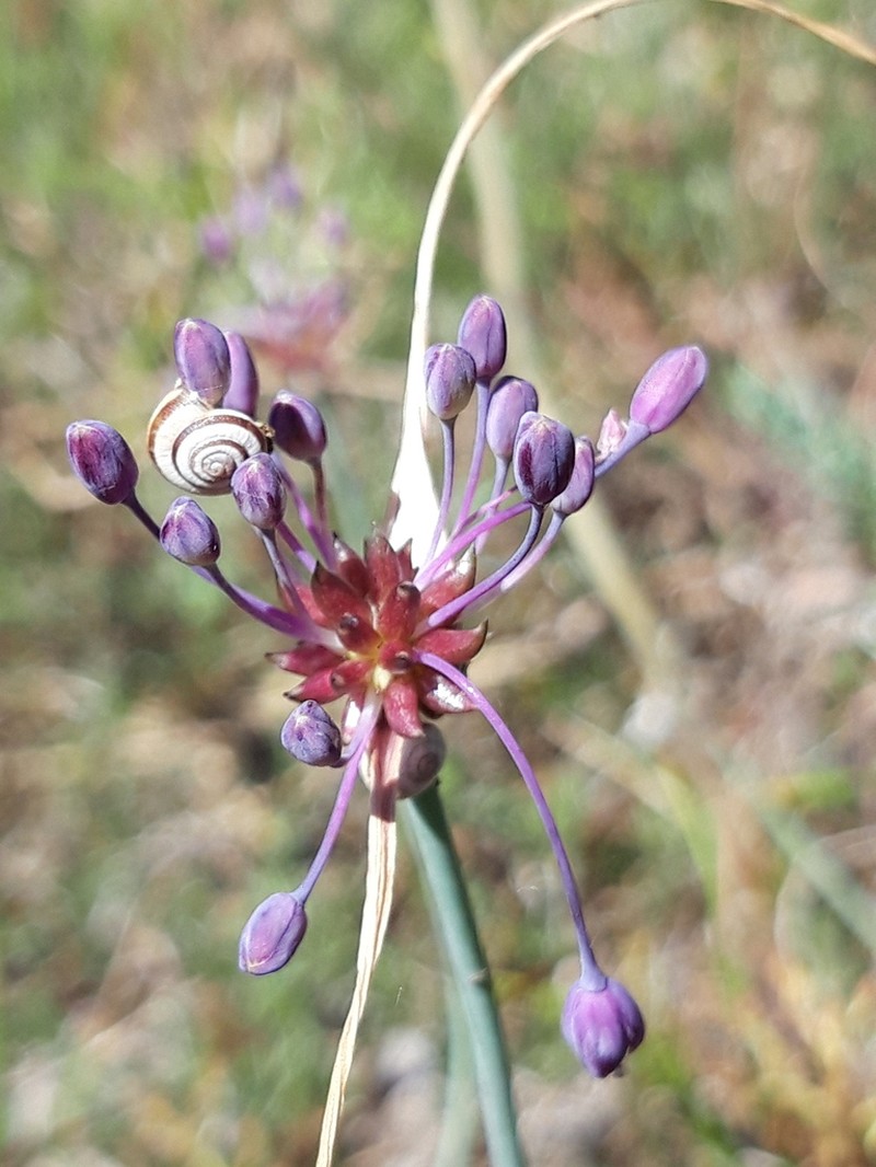 Toothed Onion photo 5