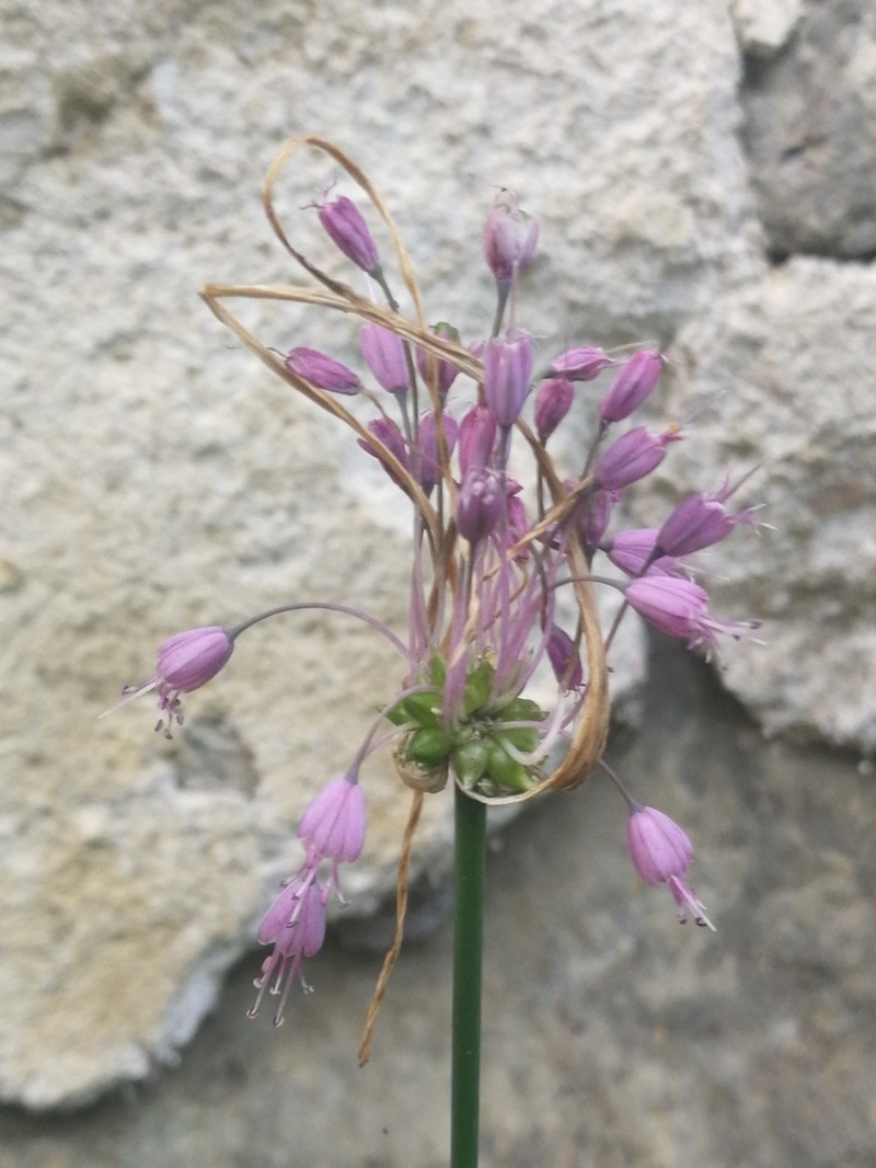 Toothed Onion photo 7