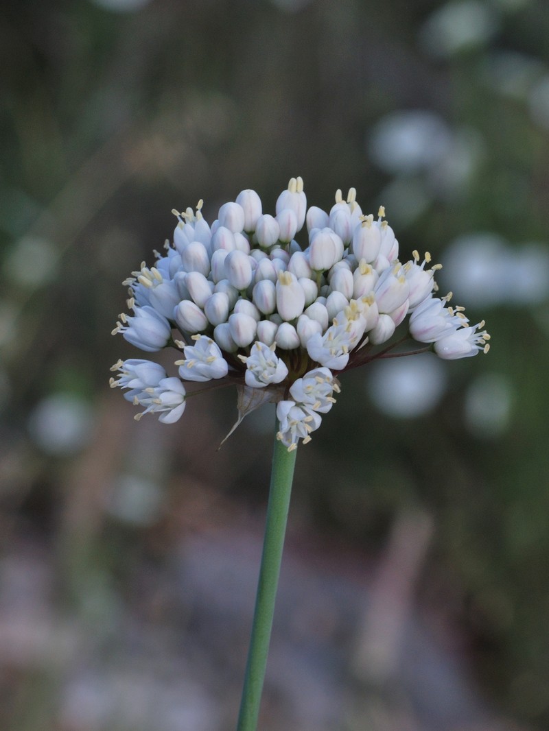 Allium carmeli