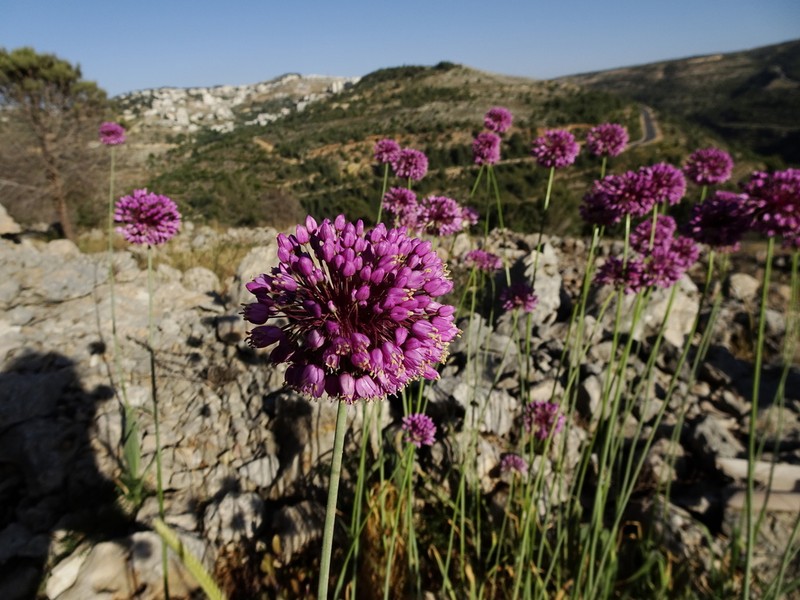 Allium carmeli photo 3