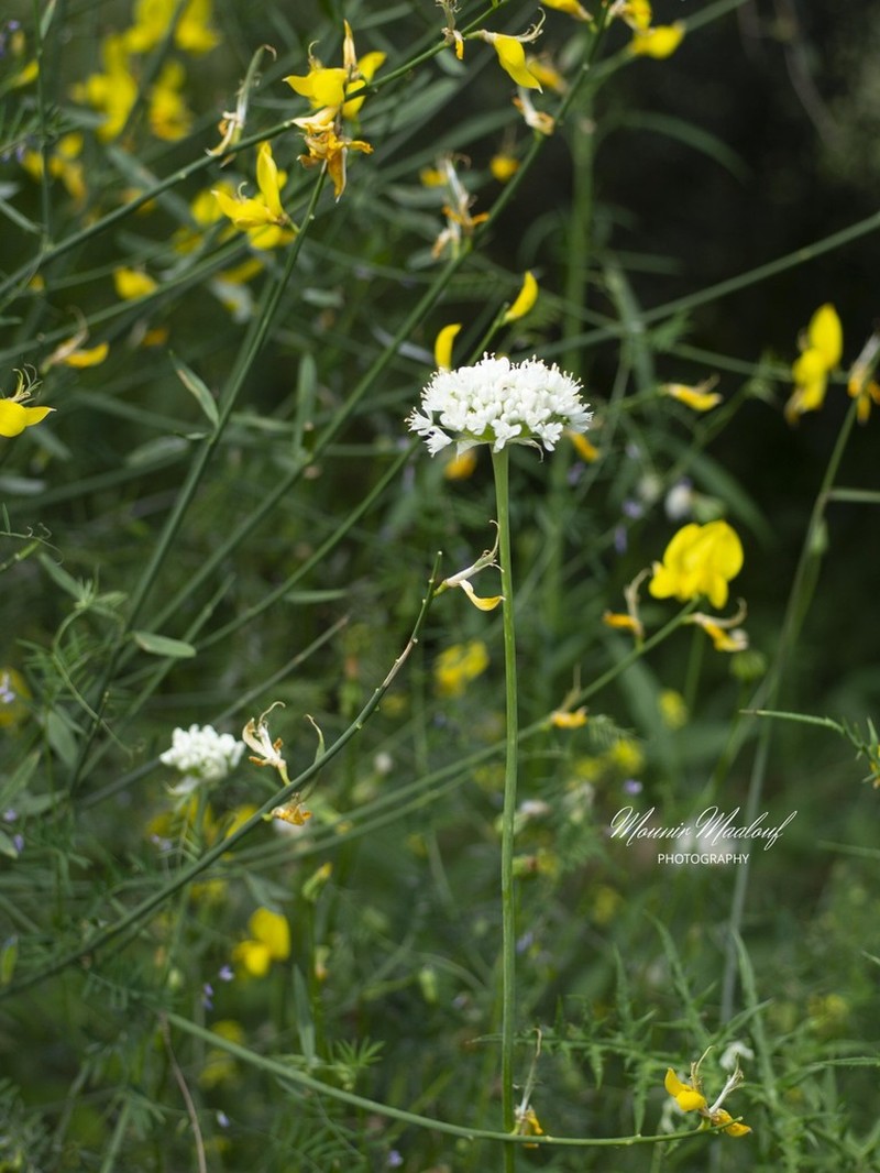 Allium carmeli photo 4