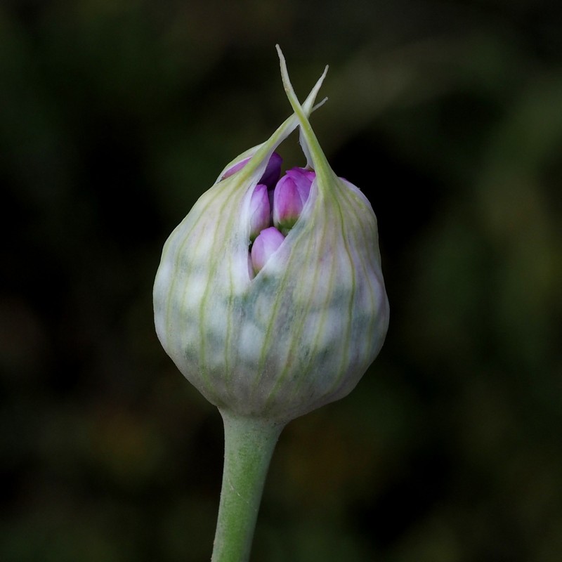 Allium carmeli photo 5