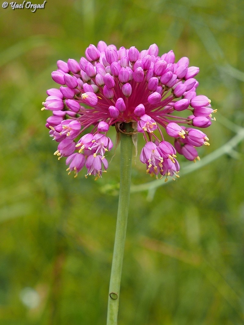 Allium carmeli photo 6