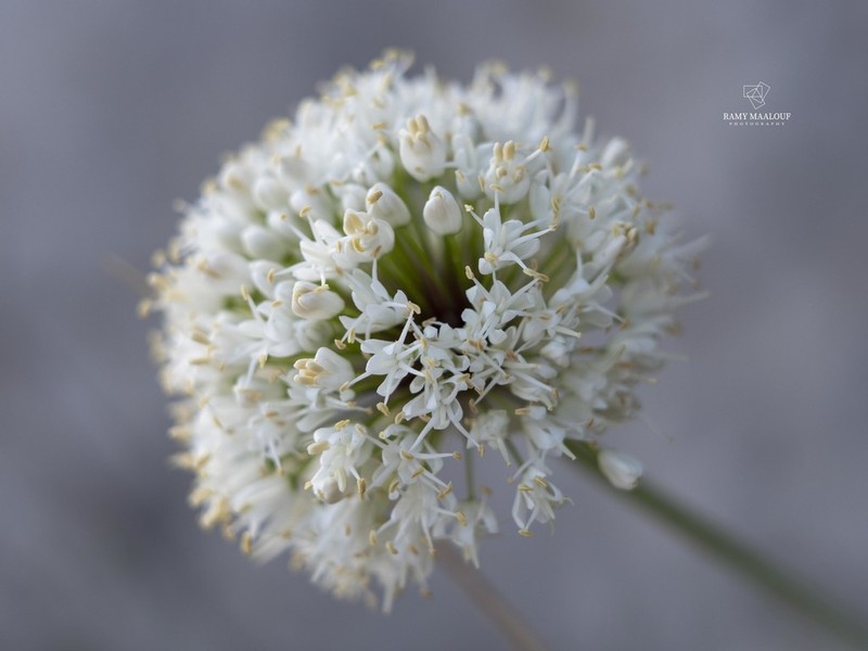 Allium carmeli photo 7