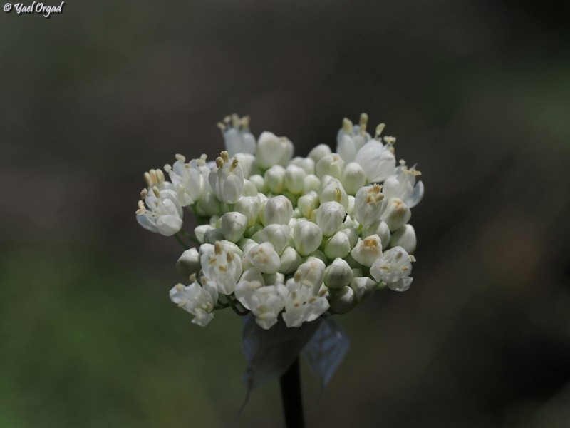 Allium carmeli photo 8