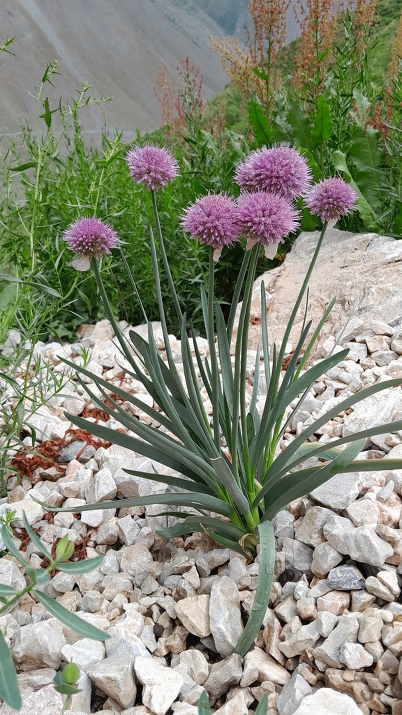 Allium carolinianum photo 2