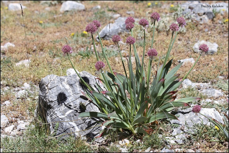 Allium carolinianum photo 3