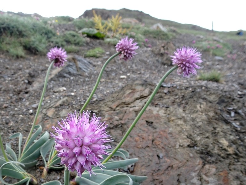 Allium carolinianum photo 4