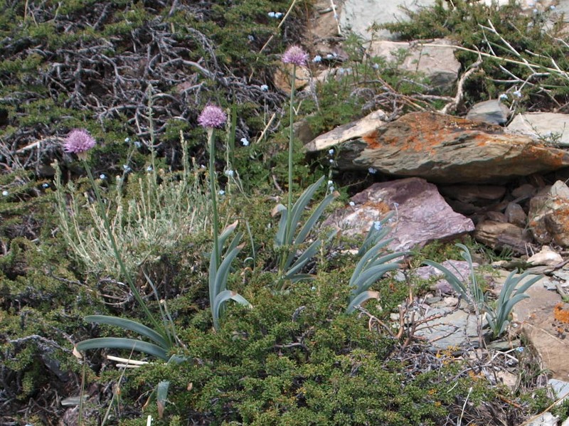 Allium carolinianum photo 5
