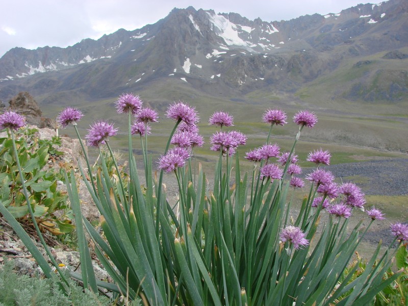 Allium carolinianum photo 7