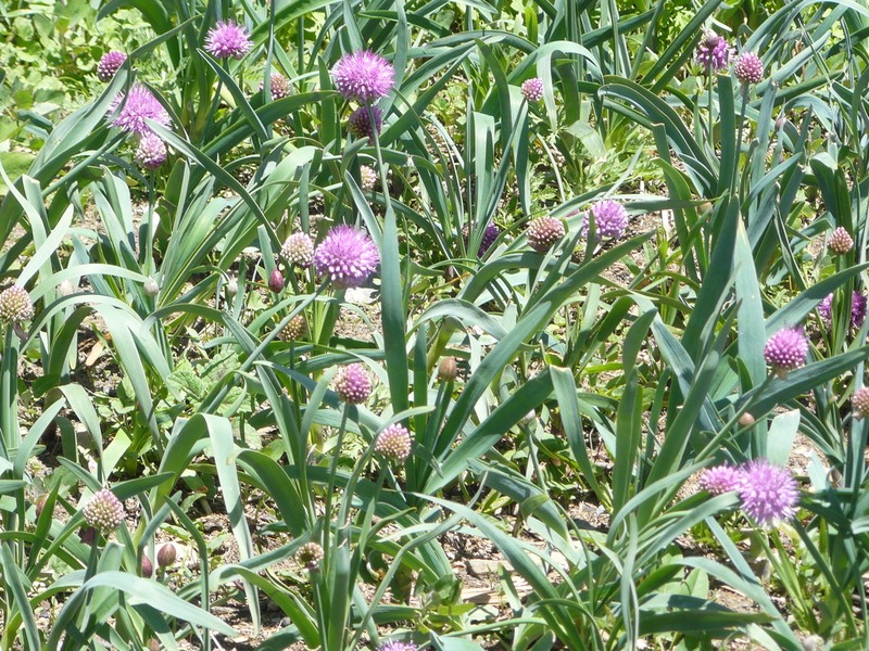 Allium carolinianum photo 8